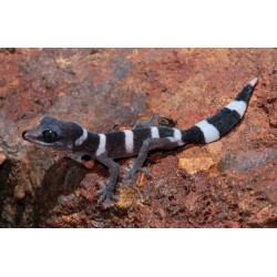 Geckos